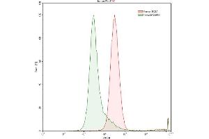 Detection of MCL1 in Raji human Burkitt's lymphoma cell line using Polyclonal Antibody to Induced Myeloid Leukemia Cell Differentiation Protein Mcl-1 (MCL1) (MCL-1 antibody  (AA 6-328))