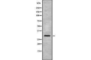 Western blot analysis of CALB2 using RAW264. (Calretinin antibody  (Internal Region))