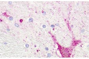 Image no. 1 for anti-Trace Amine Associated Receptor 5 (TAAR5) (Extracellular Domain) antibody (ABIN1049382) (TAAR5 antibody  (Extracellular Domain))