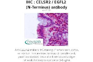 Image no. 1 for anti-Cadherin EGF LAG Seven Pass G-Type Receptor 2 (CELSR2) (Extracellular Domain), (N-Term) antibody (ABIN1732970) (CELSR2 antibody  (Extracellular Domain, N-Term))