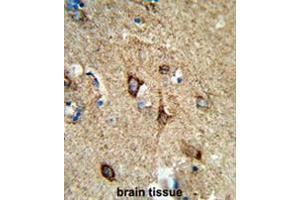 Formalin-fixed and paraffin-embedded human brain tissue reacted with COX5A Antibody (Center), which was peroxidase-conjugated to the secondary antibody, followed by DAB staining. (COX5A antibody  (Middle Region))