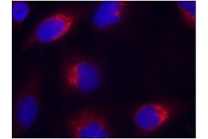 Image no. 1 for anti-Ephrin B2 (EFNB2) (AA 328-332) antibody (ABIN197418) (Ephrin B2 antibody  (AA 328-332))