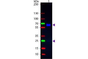 Western blot of Fluorescein conjugated Goat Anti-Rat IgA (Alpha chain) secondary antibody. (Goat anti-Rat IgA (Heavy Chain) Antibody (FITC) - Preadsorbed)