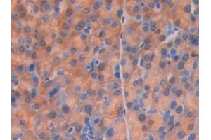 Detection of CD34 in Mouse Pancreas Tissue using Polyclonal Antibody to Cluster Of Differentiation 34 (CD34) (CD34 antibody  (AA 36-287))
