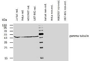 Western blotting analysis of human gamma-tubulin using mouse monoclonal antibody TU-32 on lysates of various cell lines under reducing and non-reducing conditions. (TUBG1 antibody  (AA 434-449))