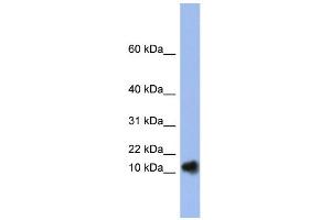 WB Suggested Anti-RNASE1 Antibody Titration:  0. (RNASE1 antibody  (N-Term))