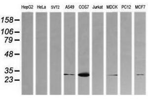 Image no. 3 for anti-Kallikrein 8 (KLK8) antibody (ABIN1498963) (Kallikrein 8 antibody)
