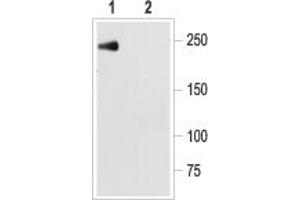 Multiplex staining of neuronal NaV channels and Ryanodine receptor 2 in mouse cardiomyocytes.