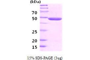 SDS-PAGE (SDS) image for Enolase 2 (Gamma, Neuronal) (ENO2) (AA 1-434) protein (ABIN666709) (ENO2/NSE Protein (AA 1-434))
