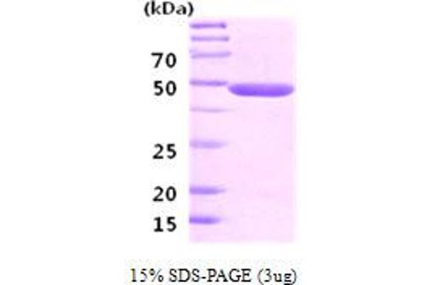 ENO2/NSE Protein (AA 1-434)