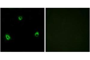 Immunofluorescence analysis of MCF7 cells, using OR10A4 Antibody. (OR10A4 antibody  (AA 261-310))