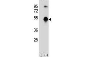 Western blot analysis of GATA3 antibody and 293 cell lysate (2 ug/lane) either nontransfected (Lane 1) or transiently transfected (2) with the GATA3 gene. (GATA3 antibody  (AA 235-263))