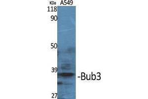Western Blot (WB) analysis of specific cells using Bub3 Polyclonal Antibody.