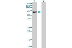 Western Blot analysis of NAGA expression in transfected 293T cell line by NAGA MaxPab polyclonal antibody. (NAGA antibody  (AA 1-411))