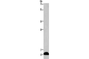 Gel: 12 % SDS-PAGE, Lysate: 40 μg, Lane: Mouse brain tissue, Primary antibody: ABIN7130557(PCP4 Antibody) at dilution 1/1000, Secondary antibody: Goat anti rabbit IgG at 1/8000 dilution, Exposure time: 2 minutes (PCP4 antibody)