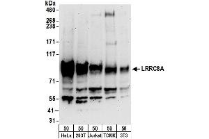anti-Leucine Rich Repeat Containing 8 Family, Member A (LRRC8A) (AA 760-810) antibody