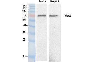 Western Blotting (WB) image for anti-Myelin Associated Glycoprotein (MAG) (Internal Region) antibody (ABIN3178533) (MAG antibody  (Internal Region))