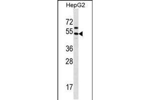 Western blot analysis in HepG2 cell line lysates (35ug/lane). (GRHL1 antibody  (AA 294-322))