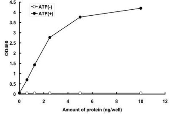 MAP2K7 Protein (AA 1-419) (GST tag)