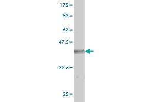 Western Blot detection against Immunogen (36. (GRID2 antibody  (AA 908-1007))