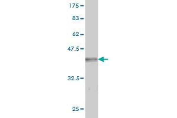 GRID2 antibody  (AA 908-1007)