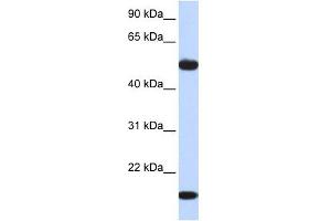 ADSSL1 antibody used at 1 ug/ml to detect target protein. (ADSSL1 antibody  (Middle Region))