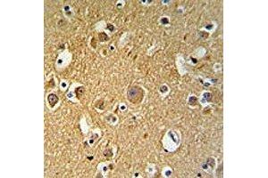 TUBB2C antibody IHC analysis in formalin fixed and paraffin embedded human brain tissue (TUBB2C antibody  (AA 99-125))