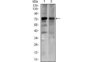 Western blot analysis using SLC27A5 mouse mAb against 3T3-L1 (1) and COS7 (2) cell lysate. (SLC27A5 antibody  (AA 508-570))
