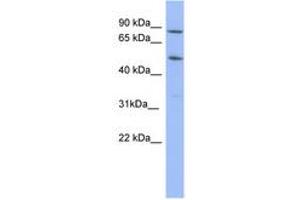 Image no. 1 for anti-Tripartite Motif Containing 10 (TRIM10) (AA 71-120) antibody (ABIN6741671)