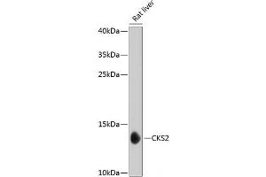 Western blot analysis of extracts of Rat liver using CKS2 Polyclonal Antibody at dilution of 1:1000. (CKS2 antibody)