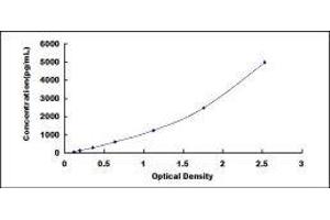 Bone Morphogenetic Protein 1 (BMP1) ELISA Kit