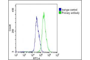 Overlay histogram showing U-251 MG cells stained with (ABIN6242650 and ABIN6578714)(green line). (SULF1 antibody  (AA 704-738))