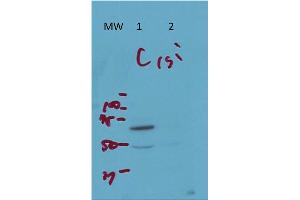 Western Blot of Rabbit Anti-ArfGAP3 Antibody. (ARFGAP3 antibody)