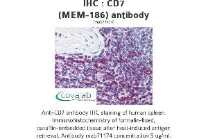 Image no. 1 for anti-CD7 (CD7) antibody (ABIN1724012) (CD7 antibody)