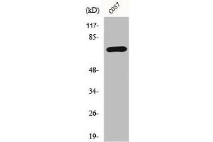 Western Blot analysis of COS7 cells using Histone deacetylase 10 Polyclonal Antibody (HDAC1 antibody  (N-Term))