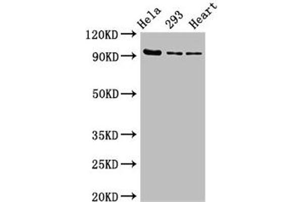 MCM4 antibody  (AA 2-141)