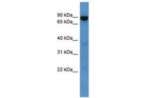 Image no. 1 for anti-ATP-Binding Cassette, Sub-Family B (MDR/TAP), Member 10 (ABCB10) (AA 231-280) antibody (ABIN6746223) (ABCB10 antibody  (AA 231-280))