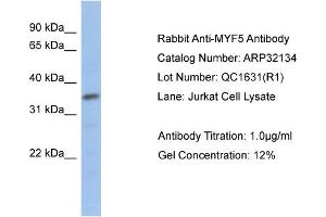 MYF5 antibody  (N-Term)