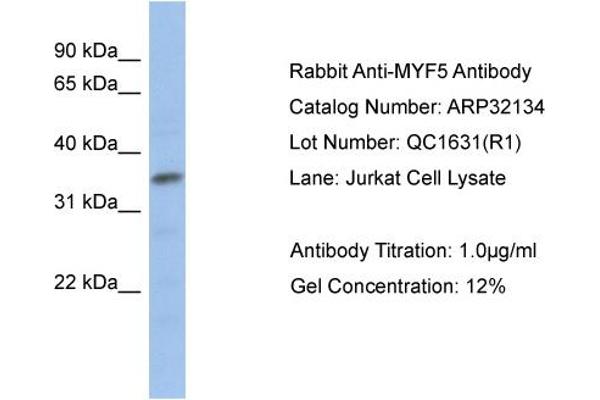 MYF5 antibody  (N-Term)