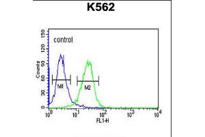 Flow cytometric analysis of K562 cells (right histogram) compared to a negative control cell (left histogram). (Claudin 15 antibody  (AA 128-157))