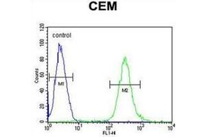 Flow cytometric analysis of CEM cells using MCAF2 Antibody (Center) Cat. (ATF7IP2 antibody  (Middle Region))
