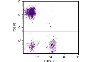 Human peripheral blood lymphocytes were stained with Mouse Anti-Human CD19-FITC. (CD19 antibody  (FITC))