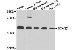 Western blot analysis of extracts of various cell lines, using SCAND1 antibody. (SCAND1 antibody)