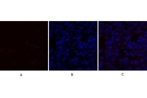 Immunofluorescence analysis of mouse lung tissue. (TGFB1 antibody  (AA 310-390))