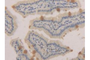 IHC-P analysis of Mouse Small intestine Tissue, with DAB staining. (MUC2 antibody  (AA 27-110))