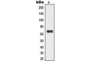 Western blot analysis of TOR1AIP1 expression in HeLa (A) whole cell lysates.