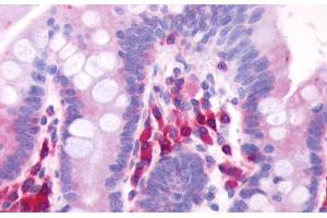 Anti-GPR39 antibody  ABIN1048812 IHC staining of human small intestine. (GPR39 antibody  (Extracellular Domain))