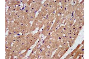 IHC image of ABIN7162786 diluted at 1:200 and staining in paraffin-embedded human heart tissue performed on a Leica BondTM system. (PAM antibody  (AA 338-497))