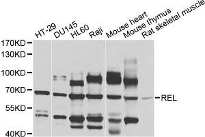 Western blot analysis of extracts of various cell lines, using REL antibody (ABIN1874581) at 1:1000 dilution. (c-Rel antibody)