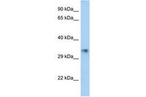 Image no. 1 for anti-Aldo-Keto Reductase Family 1, Member E2 (AKR1E2) (C-Term) antibody (ABIN6747366) (AKR1E2 antibody  (C-Term))